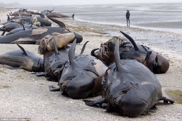 Đây không phải là lần đầu tiên cá voi mắc cạn tập thể ở New Zealand nhưng lần này số cá voi mắc cạn lớn bất thường, thương vong cũng vô cùng nặng nề. (Nguồn Dailymail)