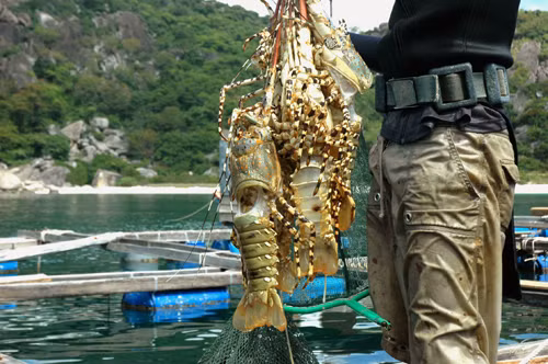 Hàng ngày, người nuôi còn phải ớvt xác tôm lột vỏ. Ảnh: Cpv.