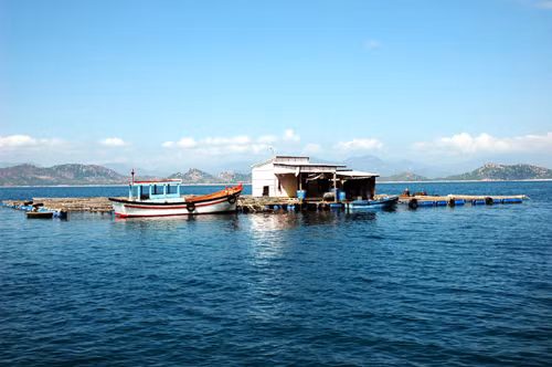 Tôm hùm được nuôi trong hàng trăm lồng bè quanh khu vực cảng tàu. Ảnh: Cpv.