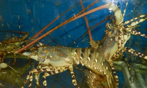 Thêm nữa, họ còn thường xuyên theo dõi các yếu tố môi trường để điểu chỉnh độ sâu lồng nuôi tôm cho phù hợp. Ảnh: Migola Travel.