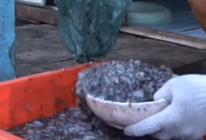 Thức ăn cho tôm phải là mồi sống như mực, ghẹ, và sò huyết sống. Ảnh: THDT.