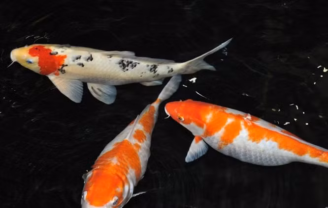 Đàn cá Koi đốm trắng đỏ có giá cả nghìn USD. Ảnh: Dân Việt.