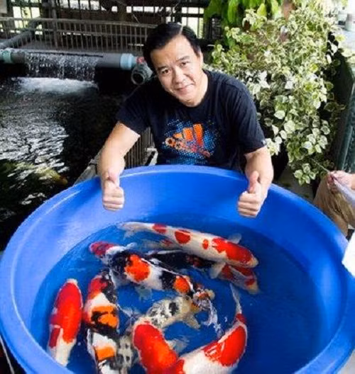 Hồ gồm 39 con có kích thước trung bình từ 70 - 106cm, được chọn từ các trại cá danh tiếng bậc nhất tại Nhật Bản. Đặc biệt, trong hồ có một con cá Koi 16 tuổi thuộc dòng Sanke (trắng đỏ đen), được nhiều người săn lùng với giá cao. Ảnh: Dân Việt.