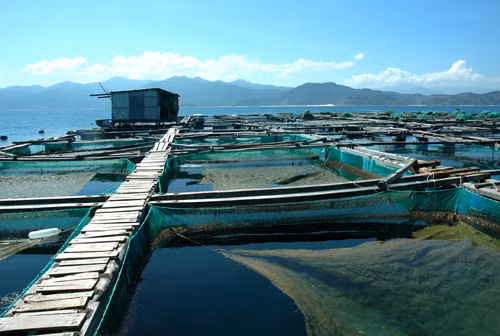 Các lồng nuôi được bố trí đan xen lồng sâu và lồng thấp với độ sâu các lồng từ 5 - 7m. Ảnh: Ảnh: Cpv.