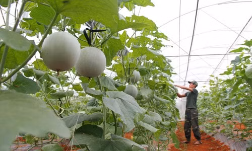 Đến nay, những quả dưa lưới trọng lượng 1,5 kg sắp thu hoạch, bán với giá 40-50.000 đồng/kg, hứa hẹn cho thu nhập hàng trăm triệu đồng. Ảnh: Dân Việt.