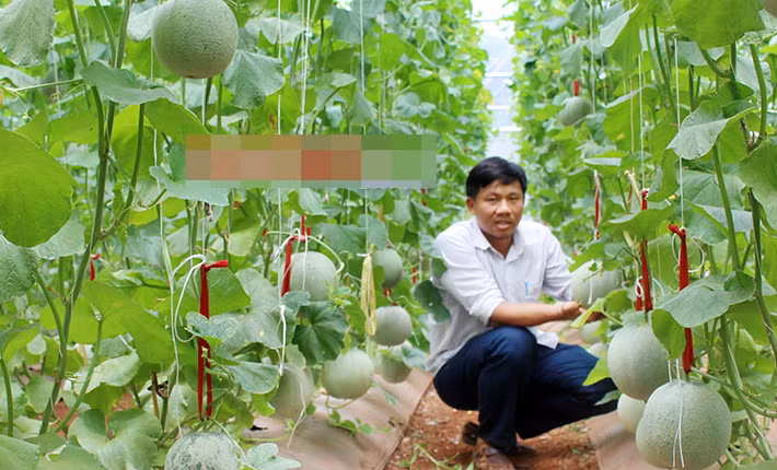 Khát vọng làm kinh tế bằng chính kiến thức chuyên môn đã học đã thôi thúc anh Lê Anh Đức (Bình Long, Bình Phước) đầu tư trồng dưa lưới trong nhà màng khép kín. Sau gần 70 ngày chăm sóc, vụ đầu tiên cho thu hoạch khoảng 1,5 tấn, lãi gần 60 triệu đồng. Ảnh: Báo Bình Phước.