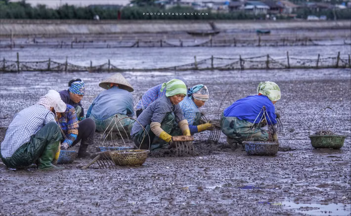 Ngư dân Đồng Châu thường phải dậy từ sớm tinh mơ ra đồng thu hoạch ngao. Công việc vất vả nhưng họ vẫn vui vẻ, miệt mài lao động. Yếu tố con người được ban giám khảo cuộc thi "Dấu ấn Việt Nam" khá chú trọng. Ảnh: Tuan Ta.