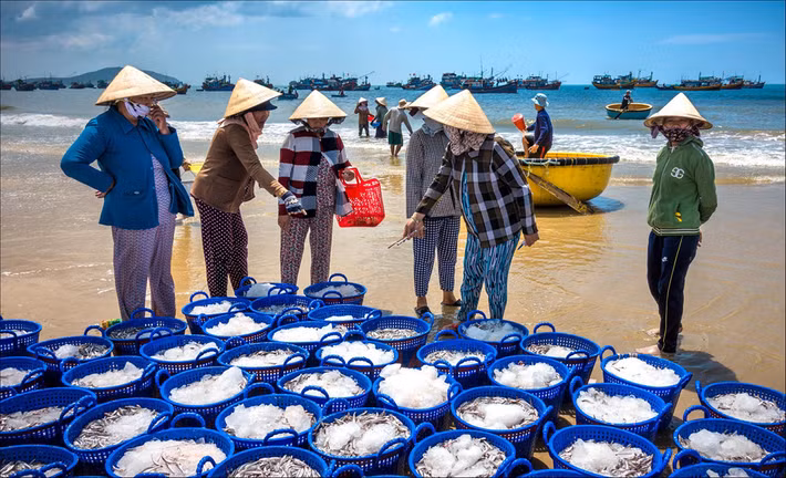 Tới chợ cá cảng Mũi Né bạn sẽ ngỡ ngàng trước sự tấp nập, nguồn hải sản dồi dào, phong phú của của nơi đây. Hàng trăm ngư dân đón những chuyến tàu đầy ắp cá tôm từ biển khơi trở về. Người dân miền biển "ăn sóng nói gió", sống chân thật và chan hòa, gắn bó với thiên nhiên .Ảnh: Đông Giang.