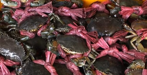 Theo một chủ đại lý thu mua cua biển Trà Vinh, nguyên nhân của đợt tăng giá cao lần này là do sản lượng cua không còn nhiều vì đã bước vào cuối vụ thu hoạch. Ảnh: TTXVN.