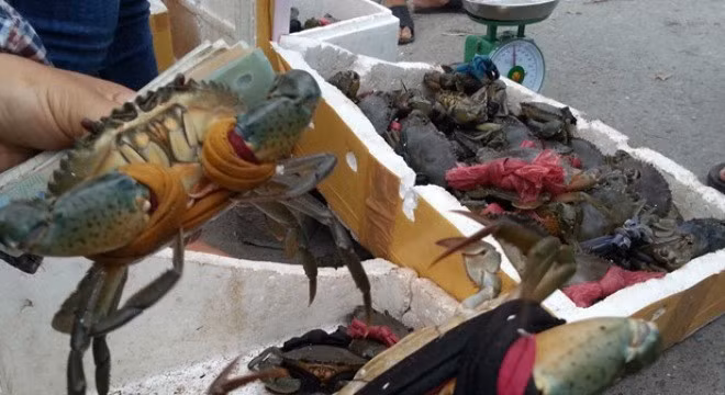 Vài năm gần đây, bình quân mỗi năm, nông dân ở Trà Vinh thả nuôi cua biển từ 11.000-13.000ha, năng suất đạt 0,8-1,2 tấn/ha. Ảnh: Đại Đoàn Kết.