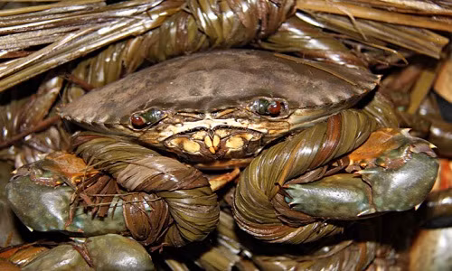 Cua biển cỡ lớn 2 con/kg có thời gian nuôi khoảng 3 tháng. Ảnh: Tintucmientay.