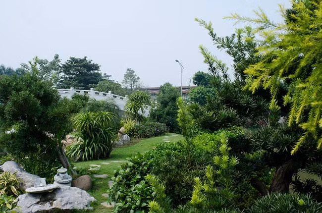 Cảnh sắc thiên nhiên tuyệt vời toát lên từ hàng cây xanh tươi tốt trong vườn. Ảnh: Kientrucanhung.