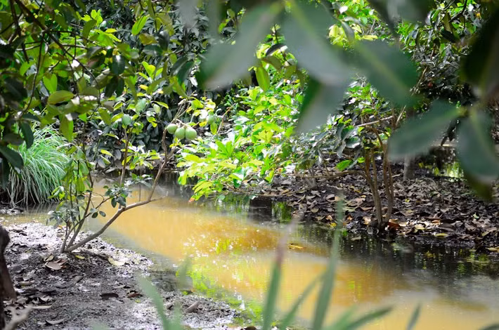 Đủ các loại cây trái quanh năm. Ảnh: Zing.