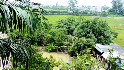 Những khu vườn rộng rãi, nặng trĩu trái cây của sao Việt mang đến không gian rộng rãi, chan hòa với thiên nhiên. Trong ảnh là nông trang rộng 10.000m2 của nghệ sĩ Giang Còi (Lê Hồng Giang) ở ngoại thành Hà Nội. Tại đây, anh tự tay trồng cây, nuôi gà, nuôi chim như một nông dân thứ thiệt. Ảnh: Khám phá.