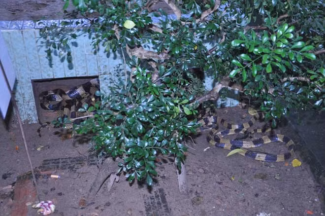 Loại này cũng cực độc có tên gọi khác như rắn cạp nong.