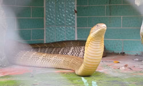 Nằm cách trung tâm thành phố Mỹ Tho, tỉnh Tiền Giang khoảng 9km, Trại rắn Đồng Tâm được mệnh danh là “vương quốc” rắn của Việt Nam, với hơn 400 loài trong đó có những loại rắn cực độc và nằm trong sách đỏ. Nổi tiếng nhất và được xem là “con cưng” của trại là loài hổ mang chúa.