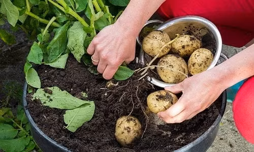 Khi cây ra hoa cũng là lúc có thể thu hoạch củ khoai tây. Ảnh: Telegraph.