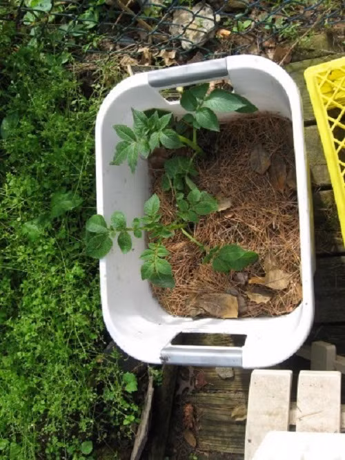 Nhẹ nhàng vun đất trồng vào khoai tây mầm cho tới miệng chậu. Việc này giúp khoai tây phát triển tốt và cho nhiều củ hơn. Ảnh: Gardening Know How.