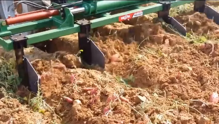 Ở Hàn Quốc, khoai lang được trồng trên đất tơi xốp và thu hoạch bằng máy. Ảnh: Facebook.