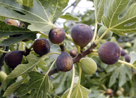 Sung Mỹ cho quả đơn chứ không cho quả theo chùm như sung Việt Nam. Mỗi kẽ lá có một quả. Ảnh: KH&amp;PT.