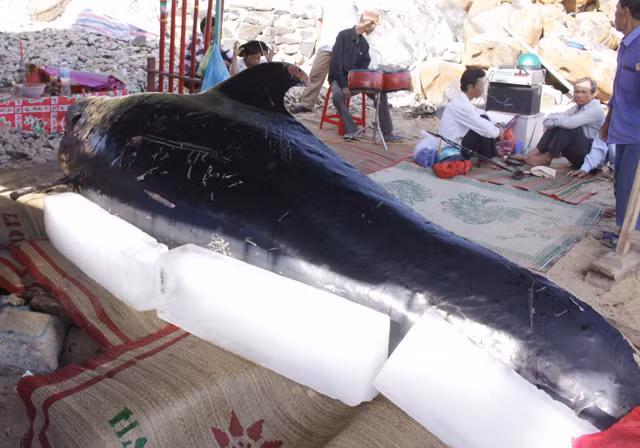 Theo lời ông Thái Văn Lộc (64 tuổi, thôn Thanh Thủy), chiều 15.5, một số người dân trong vùng khi đi khai thác rong đã phát hiện con cá khủng này với nhiều vết thương nhưng vẫn còn sống. Dù được nhiều người dân trong vùng tìm cách đưa trở lại biển, nhưng do bị thương khá nặng, cá voi đuối sức dần và chết ngay sau đó.