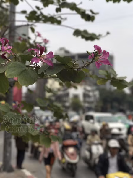 Trong không khí vội vã dịp cuối năm, người xe tấp nập như mắc cửi, bất chợt nhẹ lòng khi gặp cánh hoa ban nở sớm.