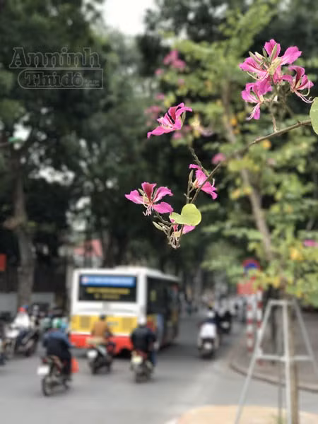 Những cánh hoa mỏng manh, đẹp nao lòng. Truyền thuyết hoa ban gắn liền với chuyện tình yêu mãnh liệt nhưng cũng đầy nước mắt giữa nàng Ban và chàng Khum. Chuyện kể rằng, ngày xưa vùng Tây Bắc có một cô gái tên Ban, xinh đẹp, nết na và có giọng hát mê đắm lòng người. Nhiều trai mường ngấp nghé nhưng trái tim nàng đã trao gửi cho chàng Khun, giỏi săn bắn và làm nương...