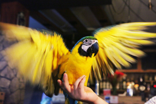 3. Nuôi vẹt Nam Mỹ, thú chơi “ngông” của đại gia Hà thành Có ngoại hình khá bắt mắt và dễ thích nghi - vẹt đuôi dài Nam Mỹ là loài quý hiếm, có giá đắt đỏ nhưng vẫn được các đại gia Hà Nội săn lùng, và xem như thú cưng. Là một trong những loại vẹt biết bay lớn nhất thế giới, vẹt Nam Mỹ từng được tạp chí dành cho giới thượng lưu nước ngoài xếp hạng 1 trong 10 vật nuôi đắt đỏ nhất dành cho đại gia. Loại vẹt này còn được biết dưới tên gọi vẹt đuôi dài, sinh sống chủ yếu ở rừng ngập nước ngọt và rừng khu vực nhiệt đới Nam Mỹ. Điểm đặc biệt nổi bật ở loại vẹt này là chúng sở hữu một bộ lông tuyệt đẹp, vùng lông quanh mắt thường có màu sáng.