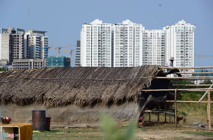 Trong thời gian chờ giải tỏa, một số hộ dân tranh thủ dựng lán nuôi bò, gà vịt và đào ao thả cá.