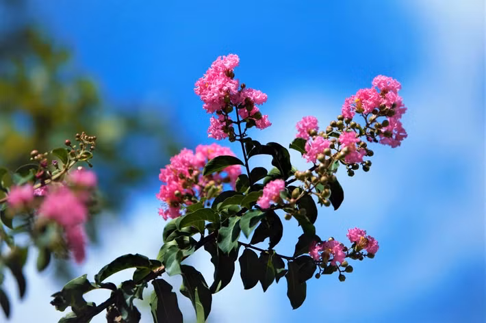 Hoa tường vi có tên khoa học là Rosa multiflora, hoặc Lagerstroemia indica Linn hay còn nhiều tên gọi khác như tầm xuân nhiều hoa, hồng nhiều hoa, tường vi Nhật, dã tường vi, thuộc họ hoa hồng. 