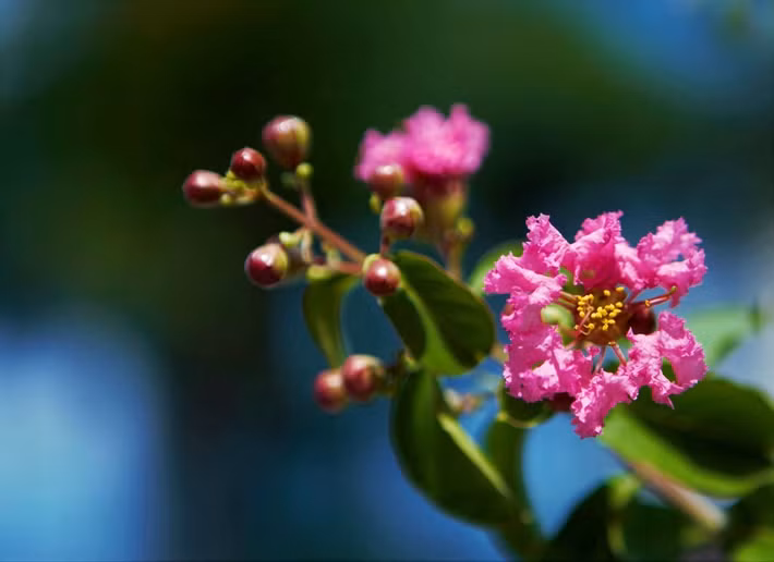 Hoa tường vi là loài hoa khá dễ trồng, có thân khá cao chừng 2m, quanh thân có gai bén. Lá tường vi có khía như lá hồng. Lúc hoa nở thì thành từng chùm ở ngọn, mỗi chùm khoảng năm đến bảy hoa. 