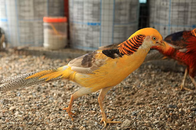 Hiện tại loài chim này đã có thể đẻ trong điều kiện nuôi nhốt và cách chăm sóc cũng không quá cầu kỳ. Đặc biệt loài chim này ăn rất ít.