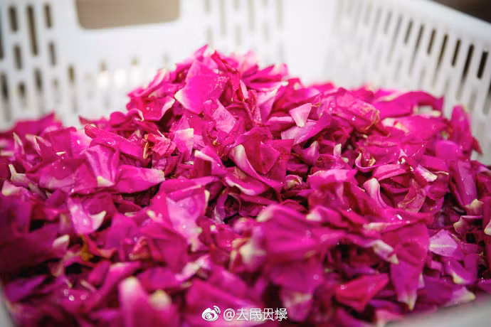 Những cánh hoa hồng được nhặt cẩn thận và rửa sạch sẽ trước khi làm nguyên liệu nấu ăn.