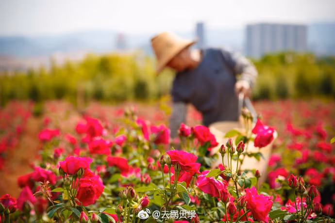 Những đầu bếp thu thập cánh hoa hồng trong khuôn viên nhà trường.