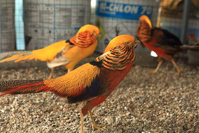 Đàn chim trĩ tuyệt đẹp gồm 7 con của ông Lê Văn Dũng (Thái Nguyên) được đánh giá là đàn chim có màu sắc rất đẹp, óng mượt.