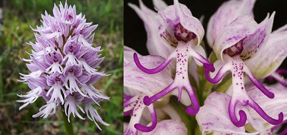 Trên thế giới, có rất nhiều loài hoa lan gây ấn tượng với con người bởi sự hiếm có khó tìm, bởi mùi hương đặc biệt hay ngoại hình đẹp lộng lẫy. Tuy nhiên, cũng có loài hoa lan nổi tiếng bởi ngoại hình nhạy cảm, chẳng giống ai của mình. Đó là loài hoa lan Orchis Italica hay còn gọi là hoa lan người đàn ông lõa thể.