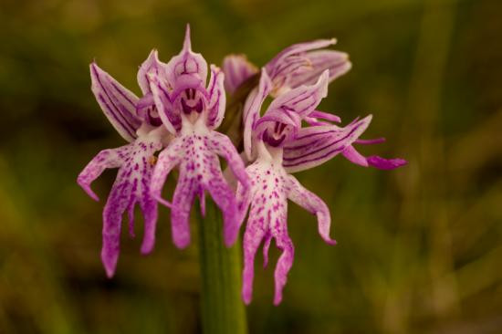 Orchis Italica có nguồn gốc từ Địa Trung Hải và sinh trưởng ở những vùng đất sỏi khô cằn, nghèo chất dinh dưỡng.