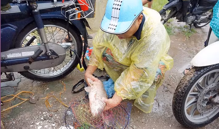 Nhiều con cá lớn bị người dân bắt được ở sông Kim Ngưu. Một số người bắt cá ở đây cho biết, nếu không bắt những con cá này đi thì sớm muộn chúng cũng bị chết vì nước ô nhiễm.