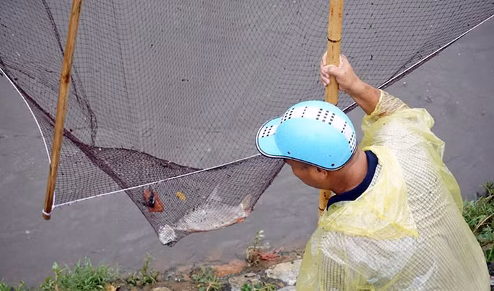Những con cá mè, cá trôi... liên tục bị sa lưới.