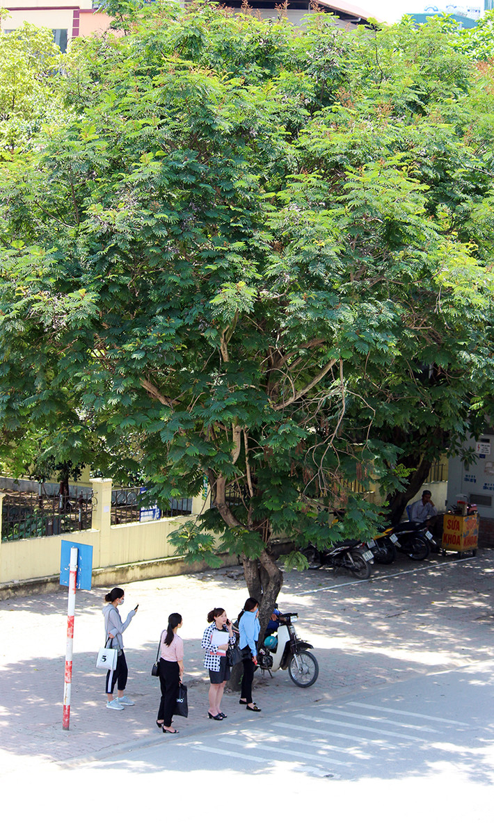 Những bóng cây xanh là vô cùng quý giá những ngày nắng nóng ở thủ đô.