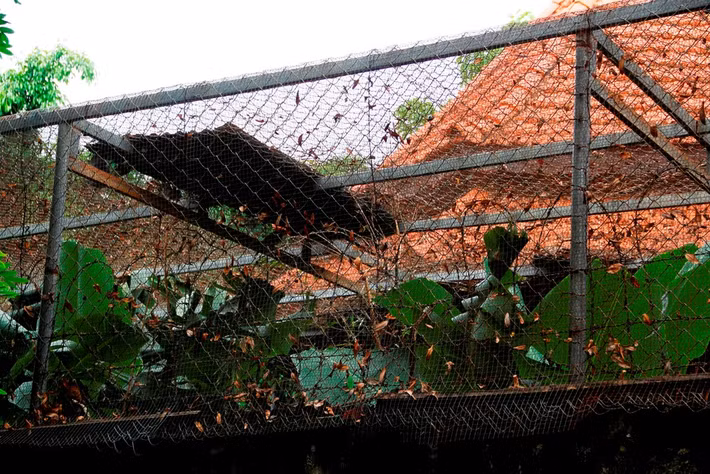 Bên trong căn biệt thự có nhiều tiểu cảnh, sân vườn. Đặc biệt một khu vực nuôi chim được gia đình ông Kỷ đặt bên trái căn nhà.