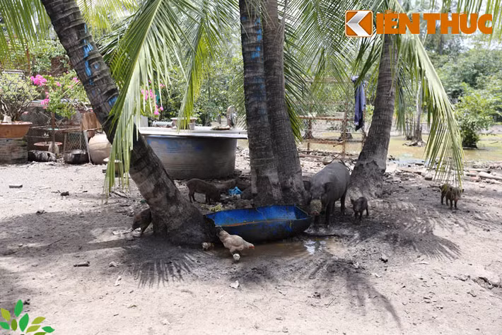 "Việc có tìm được nhà đầu tư hay không cũng phải giải quyết dứt điểm, không để tình trạng này kéo dài", người đứng đầu chính quyền TP HCM khẳng định.