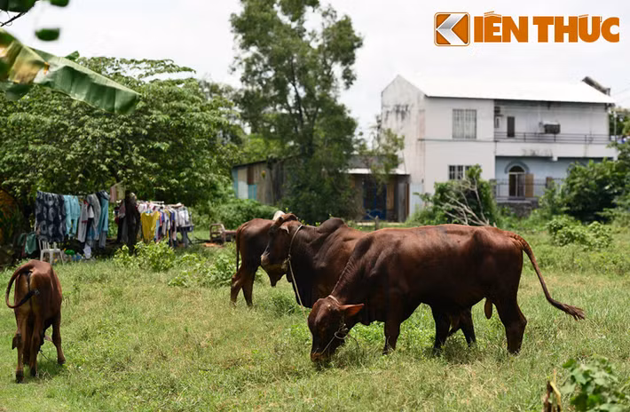 Men sâu vào các con đường nhỏ thuộc khu phố 1, 2, 3, phường 28, quận Bình Thạnh, khung cảnh thôn quê càng hiện ra rõ nét hơn. Đường đê càng vào sâu càng hẹp lại và khó đi, lổm nhổm cỏ và đất đá, thậm chí chỉ người dân ở đây mới dám chạy xe máy. Nhìn hình ảnh này không ai có thể nghĩ rằng đang ở rất gần trung tâm TP HCM, đô thị lớn nhất nước.