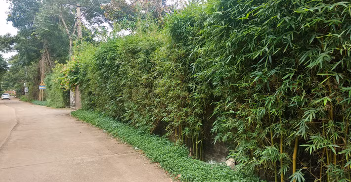 Xung quanh khu đất xây biệt thư nhà vườn được ca sỹ Mỹ Linh xây tường bao bên trong và trang trí bên ngoài bằng lớp trúc cảnh khá ấn tượng.