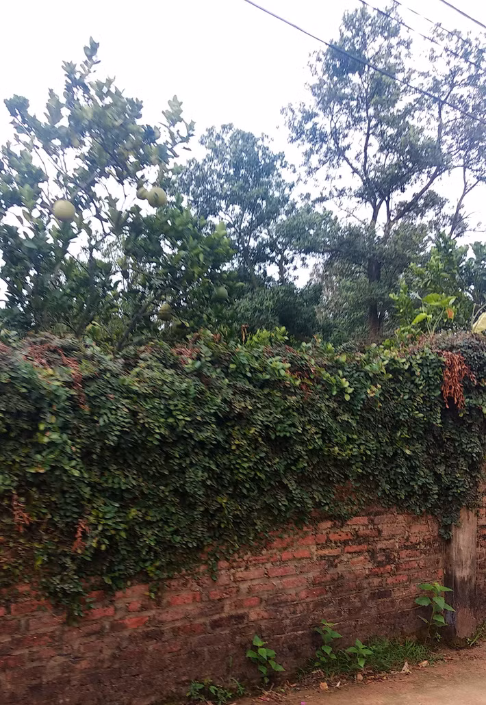 Nhiều khả năng biệt thự của ca sĩ Mỹ Linh sẽ bị tháo dỡ.