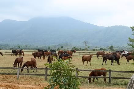 Theo đó, M'Đrăk nằm cách trung tâm TP. Buôn Mê Thuột, Đắk Lắk khoảng 100km. Ảnh: www.coffeetour.com.vn
