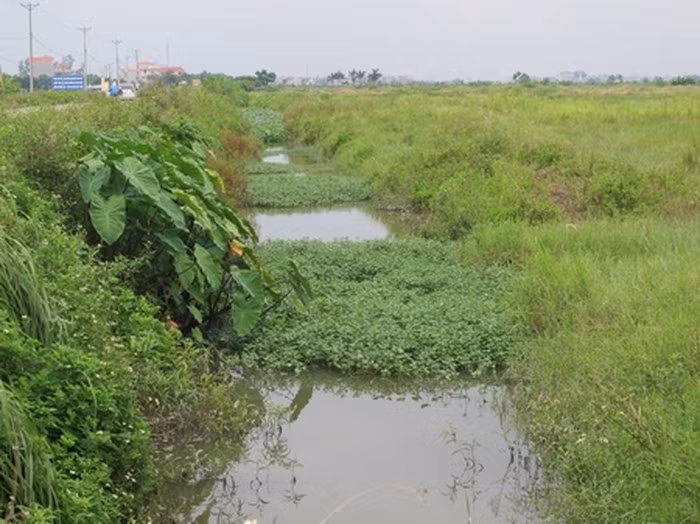 Trên diện tích rộng mênh mông, cỏ mọc um tùm. Hiện dự án này chưa có tín hiệu khả quan sẽ tiếp tục được triển khai. Trong khi lý do công ty này đưa ra rất chung chung là do những biến động của thị trường bất động sản. Ảnh: Nhà đầu tư.