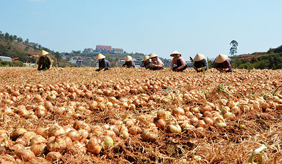 Lý do là bà con được mùa khoai tây nhưng không có thương lái thu mua, cộng với thời tiết nồm ẩm khiến khoai tây bị thối hỏng, buộc phải dỡ cho lợn gà ăn. Ảnh: khuyennongvn.