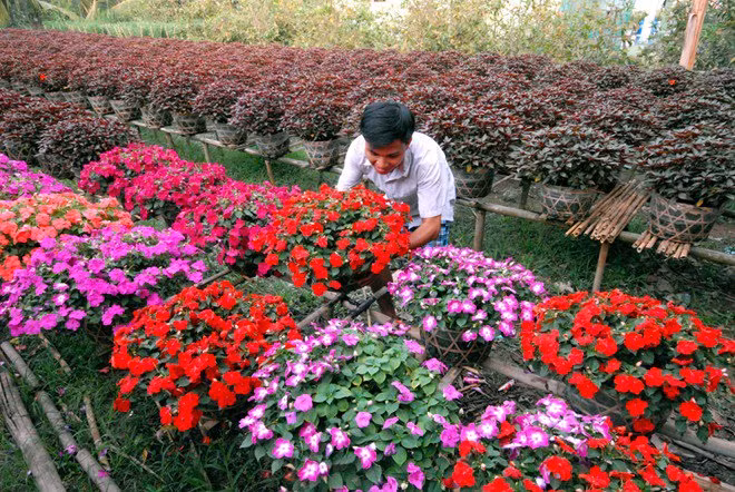 Lúc nào miệt vườn này cũng rực rỡ sắc màu của cây trái... Ảnh: Youvivu.