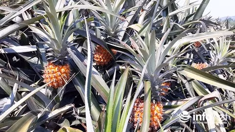 Ở nhiều địa phương Thanh Hóa, giá dứa gai đang rẻ như cho vì không có người thu mua. Mới tháng trước giá dứa còn được bán với giá 6.000-6.500 đồng/kg nhưng bây giờ 2.000 đồng/kg cũng không có ai mua kể cả quả to. Ảnh: Infonet.